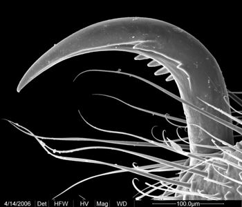 Media type: image;   Invertebrate Zoology 133769